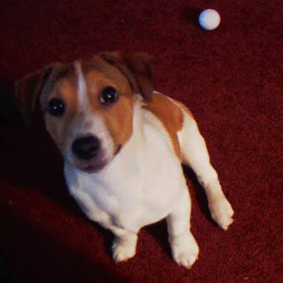 Goodbye to my best friend….